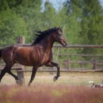 馬油でシミがはがれるように消えた！？馬油の効果的な使い方の口コミ紹介♪